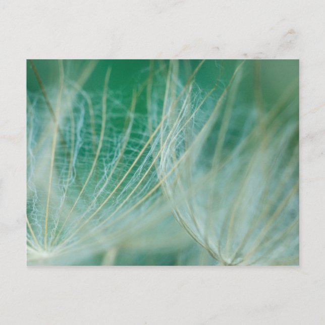 Dandelion macro postcard (Front)