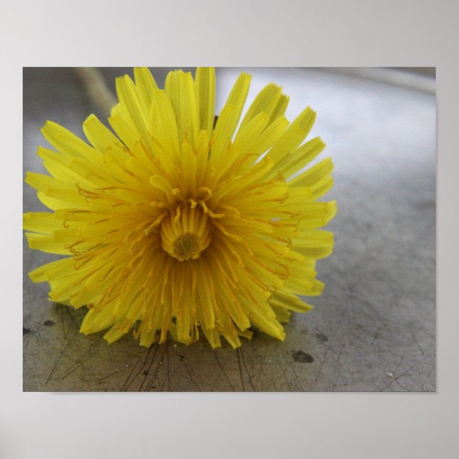 Dandelion Macro Shot Poster (Front)