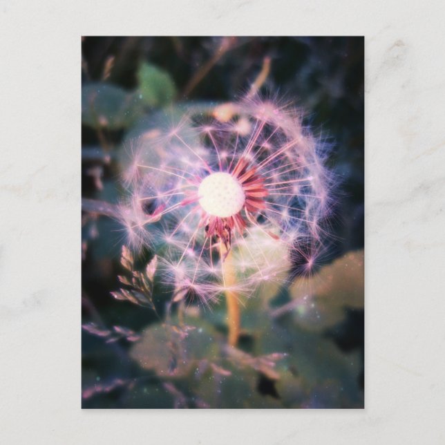 Dandelion Magic Postcard (Front)