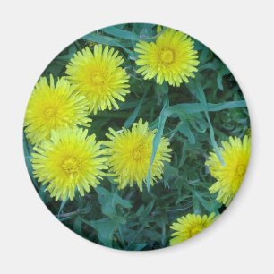Dandelion Magnet