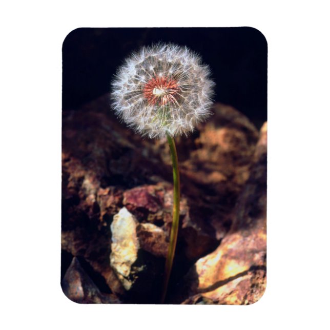 Dandelion Magnet (Vertical)