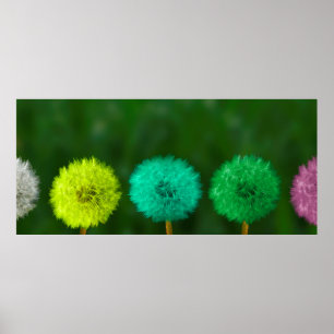 Dandelion multicoloured coloured poster