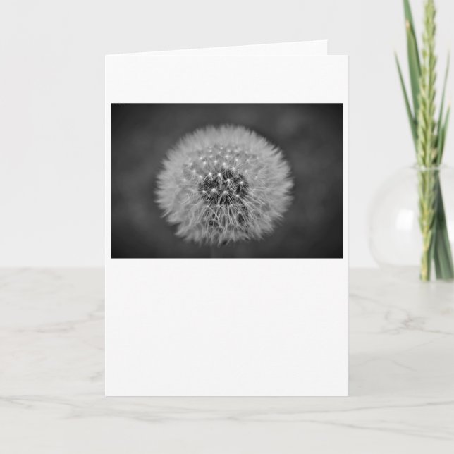 Dandelion - Noir, card (Front)