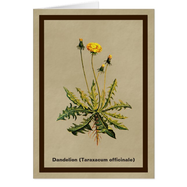 Dandelion On Old Paper (Front)