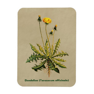 Dandelion On Old Paper Magnet