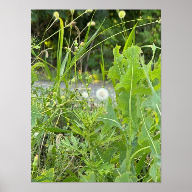 Dandelion Photo Poster  (Front)