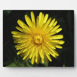 Dandelion Plaque