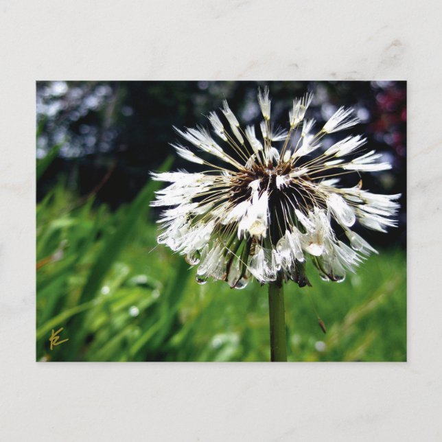 Dandelion Poof with Dew Peaceful Nature Postcard (Front)