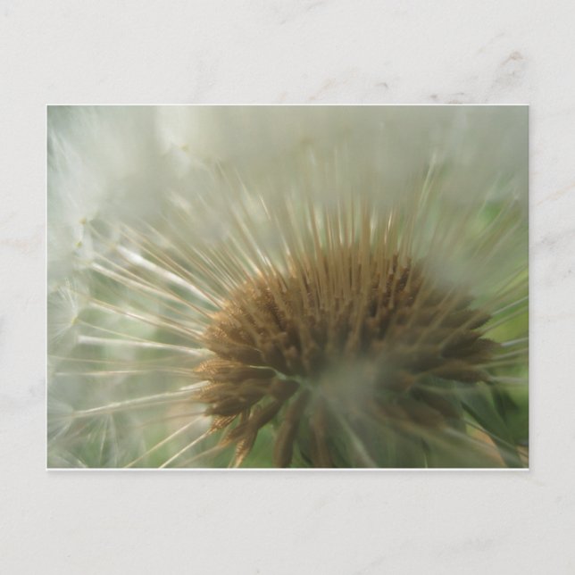 dandelion postcard (Front)