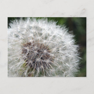 Dandelion Postcard
