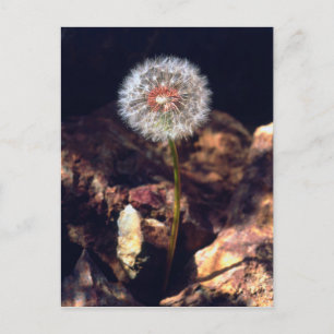 Dandelion Postcard