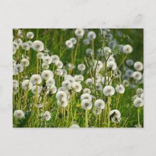 Dandelion postcard