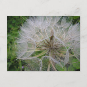 Dandelion Postcard