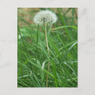 Dandelion Postcard