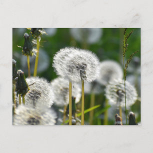 Dandelion postcard