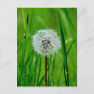 Dandelion - Postcard