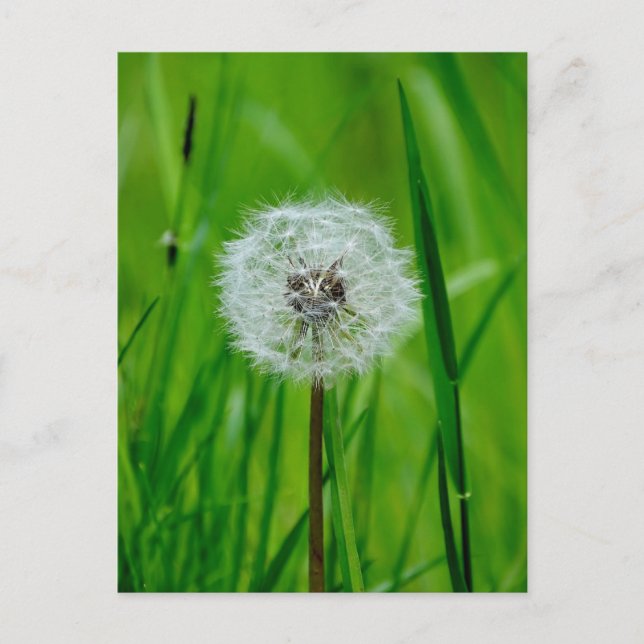 Dandelion - Postcard (Front)