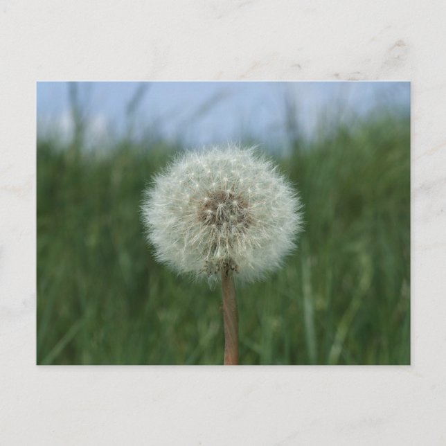 Dandelion Postcard (Front)