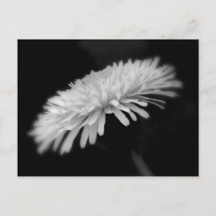 Dandelion Postcard