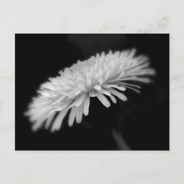 Dandelion Postcard (Front)