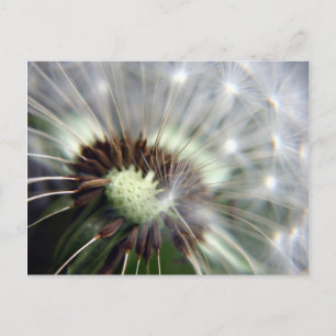 Dandelion postcard