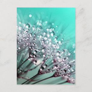 Dandelion Postcard