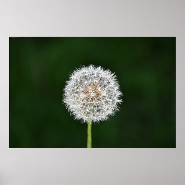 Dandelion, Poster (Front)