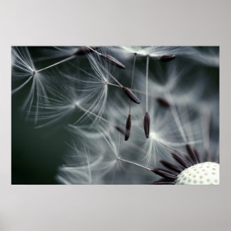 Dandelion Poster
