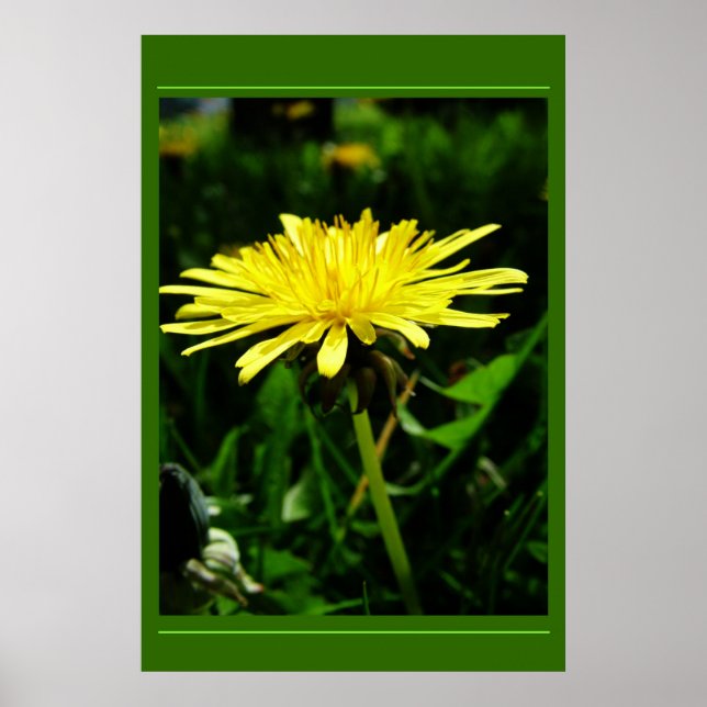 Dandelion Poster (Front)