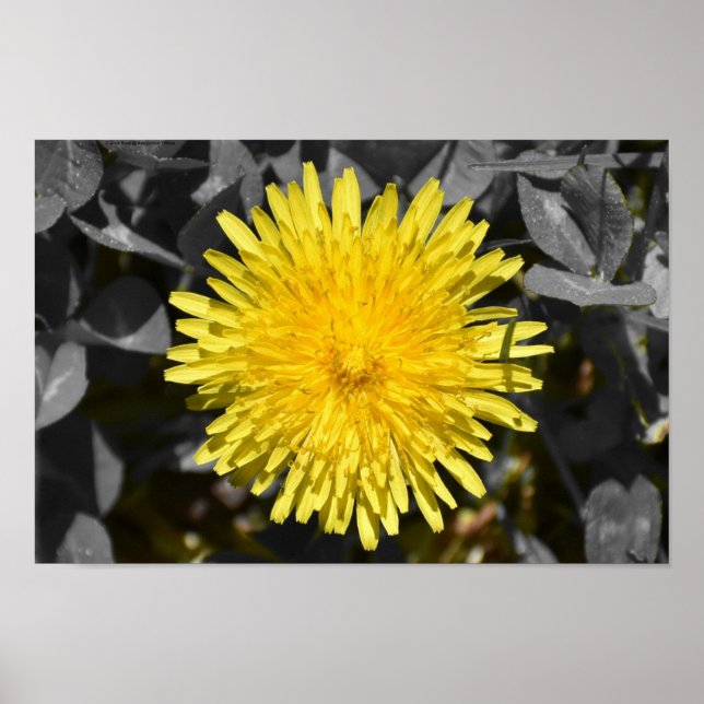 Dandelion, Poster (Front)