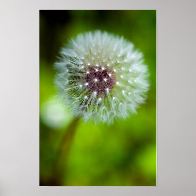 Dandelion Poster (Front)