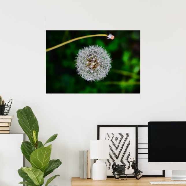 Dandelion,  poster (Home Office)