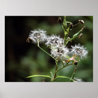 Dandelion Poster