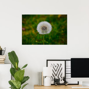 Dandelion, Poster