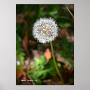 Dandelion Poster
