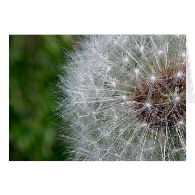 Dandelion Puff (Front Horizontal)