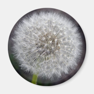 Dandelion Puff Magnet
