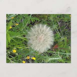 Dandelion Puff Postcard