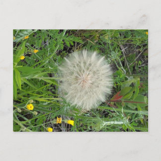 Dandelion Puff Postcard