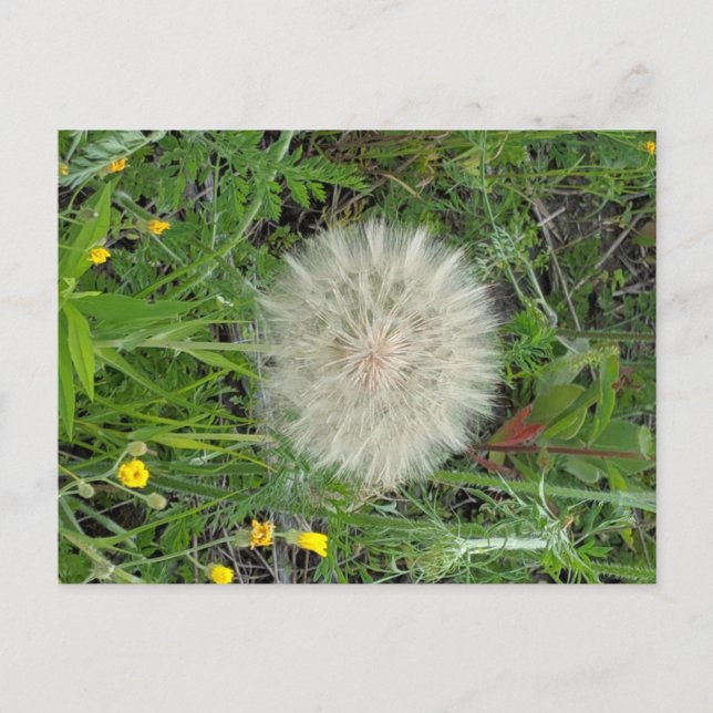 Dandelion Puff Postcard (Front)