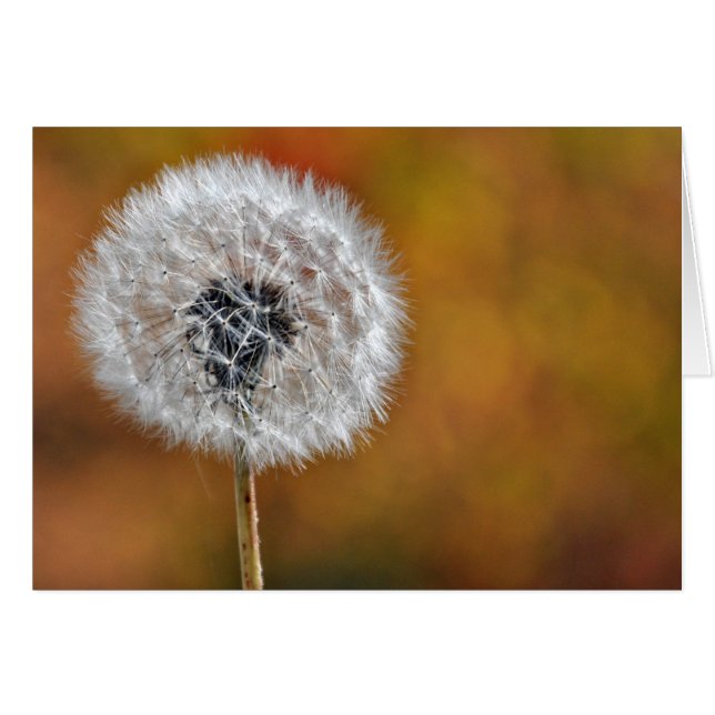 Dandelion Seed Head (Front Horizontal)