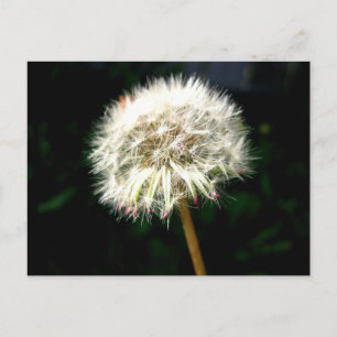 Dandelion Seed Head Macro Photography Postcard