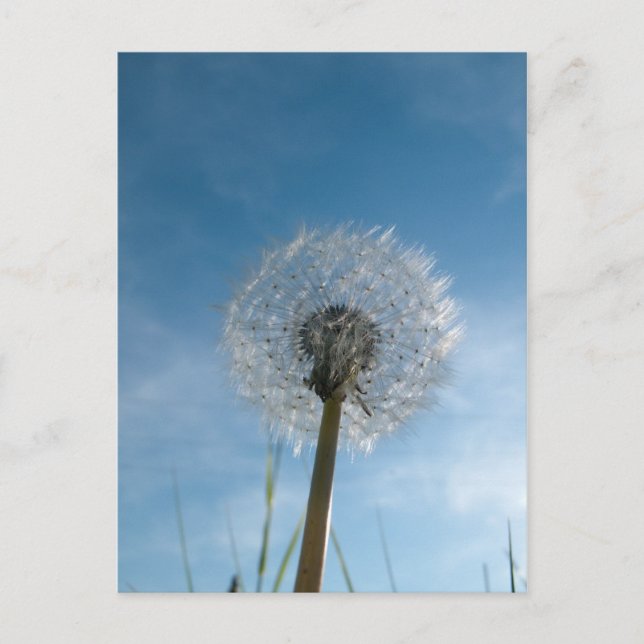 Dandelion Seed Head Post Card (Front)