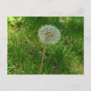 Dandelion Seed 'Puff' Postcard