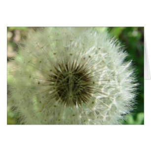 Dandelion Seeds