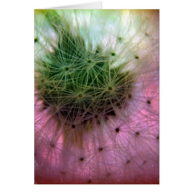 Dandelion Seeds (Front)