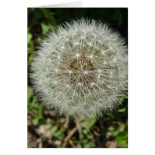 Dandelion Seeds