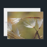 Dandelion Seeds Carry a Friend, Sympathy Postcard<br><div class="desc">Dandelion spirits carry their dead, or so it seems, in this beautiful, haunting nature spirit story. This, touching, haunting, dandelion photograph offers condolences and support during times of transition. With beautiful grace, the dandelion seed rests on the shoulders of its family and friends. Haunting, elegant, and truly beautiful, Procession offers...</div>