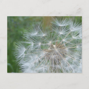 Dandelion Seeds Close up DIY Postcard
