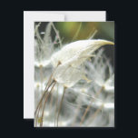 Dandelion Seeds Embrace Sensual Nature Postcard<br><div class="desc">Dandelion seeds appear to embrace in this sexy, sensual, nature postcard. He walked up behind me, wrapped his arms around me, and rested his chin upon my head. One of my personal favorites, HUG is a photo of friendship, kindness, comfort, and love. Postcard Prints are high end, sturdy and glossy,...</div>